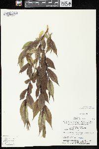 Salix lucida image