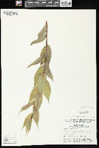 Salix lucida subsp. lucida image