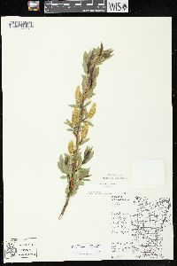 Salix lucida image