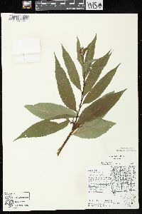 Salix lucida subsp. lucida image