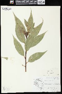Salix lucida subsp. lucida image