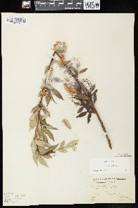 Salix lucida subsp. lucida image