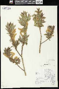 Salix lucida image