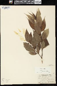 Salix lucida image