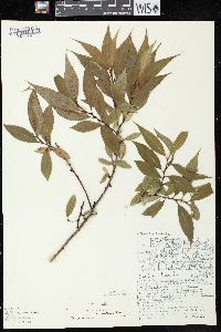 Salix lucida image