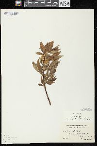 Salix lucida image
