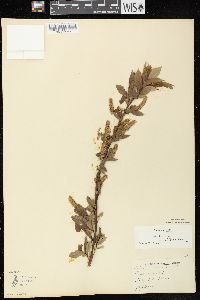 Salix lucida image