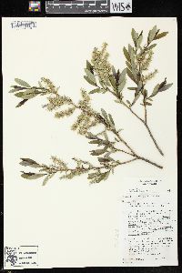 Salix myricoides image