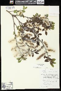 Salix myricoides image