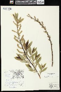 Salix myricoides image