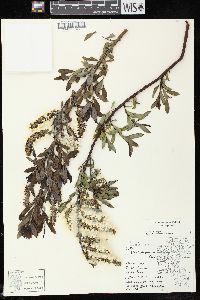 Salix myricoides image