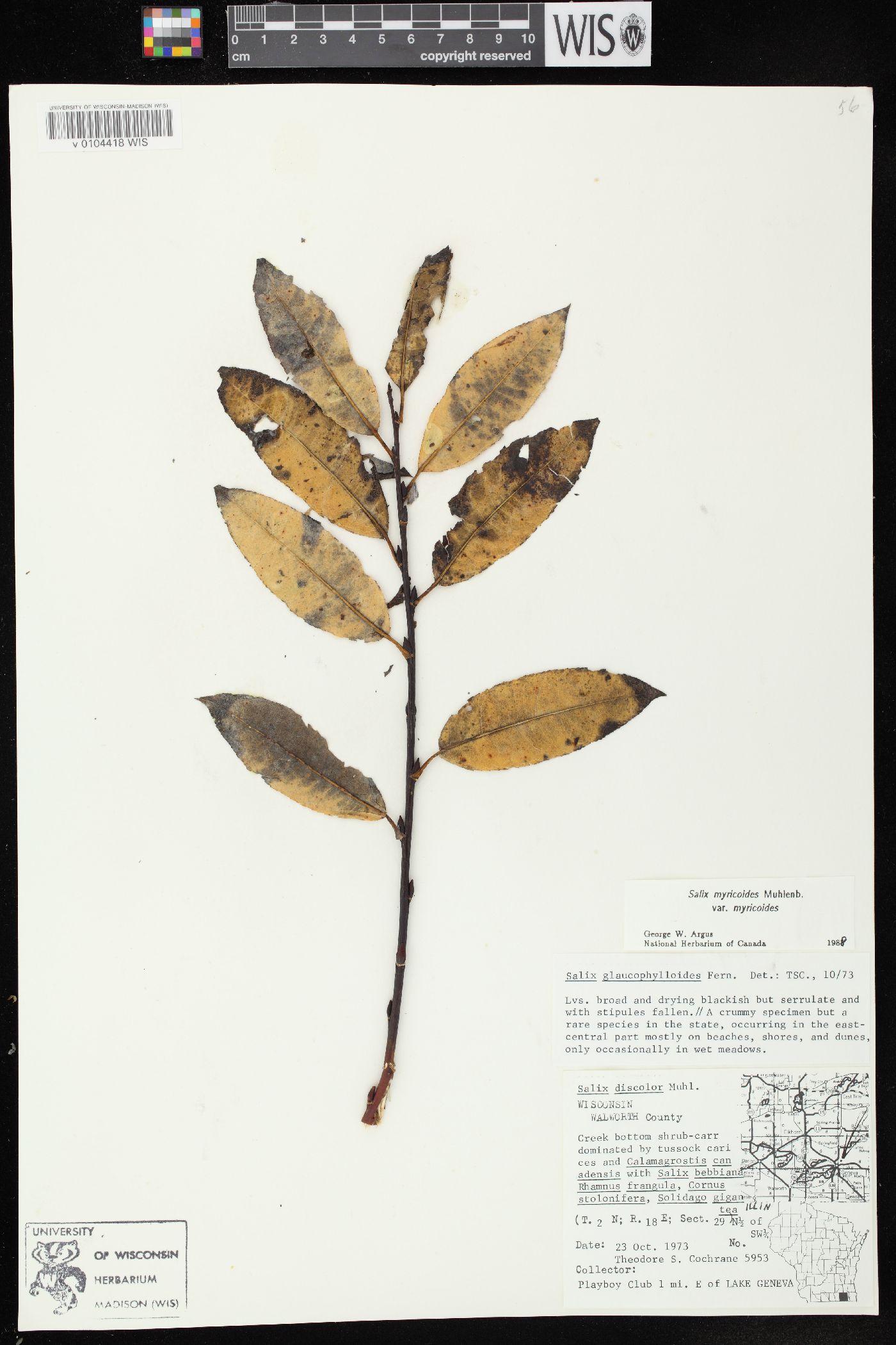 Salix myricoides var. myricoides image