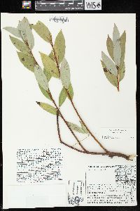 Salix myricoides image