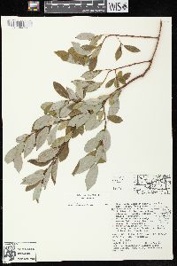 Salix myricoides image