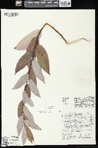 Salix myricoides image