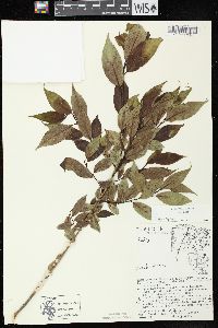 Salix lucida image