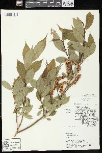 Salix lucida subsp. lucida image