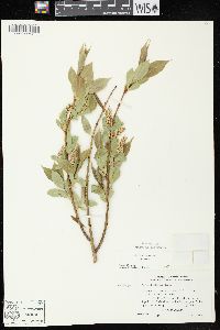 Salix lucida image