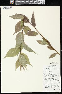 Salix lucida image