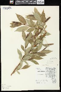 Salix lucida image