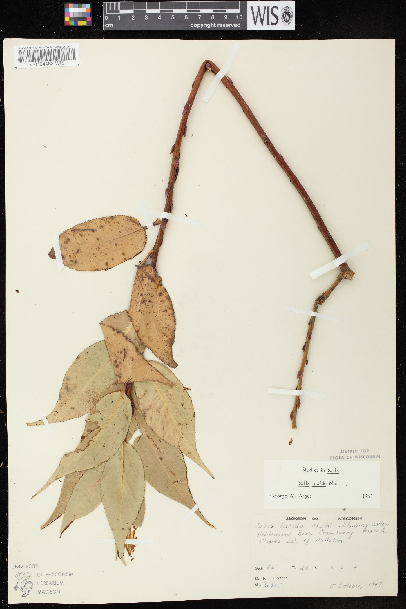 Salix lucida subsp. lucida image