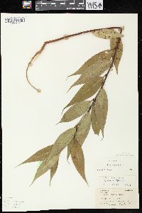 Salix lucida image