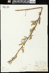 Salix lucida subsp. lucida image