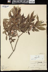 Salix lucida subsp. lucida image