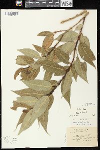 Salix lucida subsp. lucida image