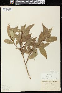 Salix lucida subsp. lucida image