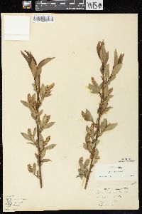 Salix lucida image