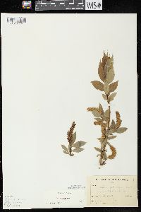 Salix lucida image