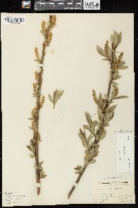 Salix lucida image