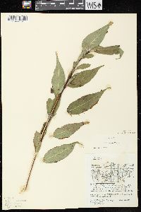 Salix lucida subsp. lucida image