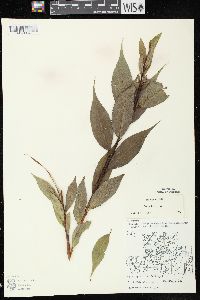 Salix lucida subsp. lucida image