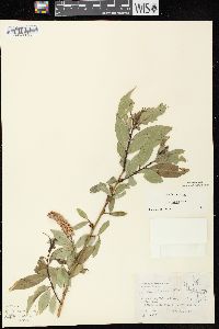 Salix lucida subsp. lucida image