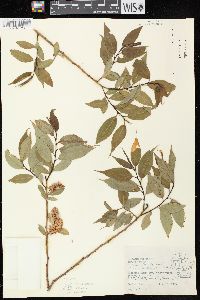 Salix lucida image