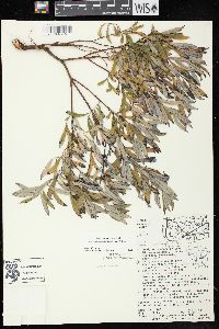 Salix humilis var. microphylla image