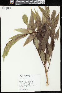 Salix lucida image