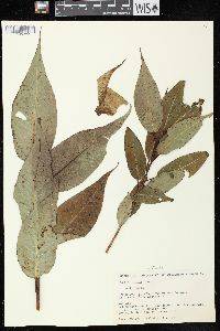 Salix lucida image