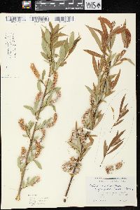 Salix lucida image