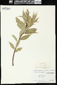 Salix lucida image