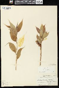 Salix lucida subsp. lucida image