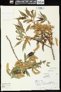 Salix lucida image