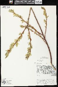 Salix lucida subsp. lucida image