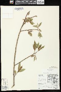 Salix lucida image