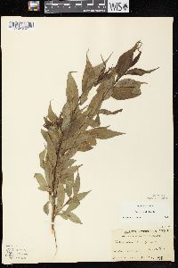 Salix lucida image