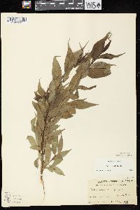 Salix lucida subsp. lucida image