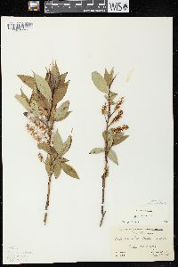 Salix lucida image