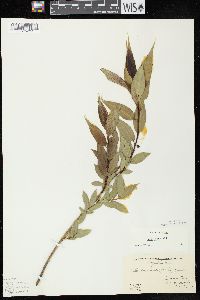 Salix lucida image